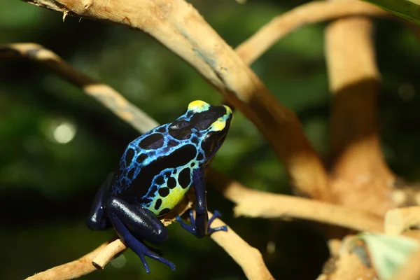 Βαφή βέλος δηλητήριο βάτραχος (dendrobates tinctorius) — Φωτογραφία Αρχείου