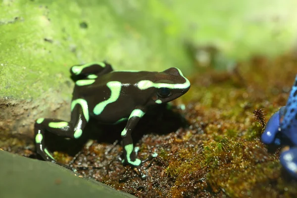 Три смугастий отрута дартс жаби (Epipedobates триколор) — стокове фото