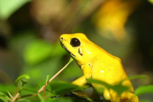 Золотая ядовитая лягушка Phyllobates terribilis — стоковое фото