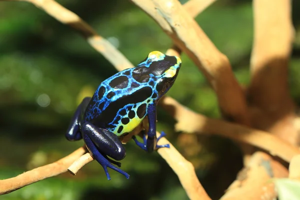 염색 독 다트 개구리 (dendrobates tinctorius) — 스톡 사진