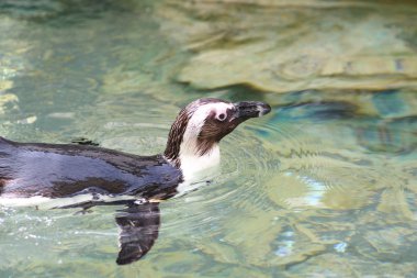 Macellan pengueni (Spheniscus magellanicus)