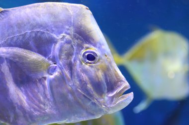 (Houttuynia cordata bak)