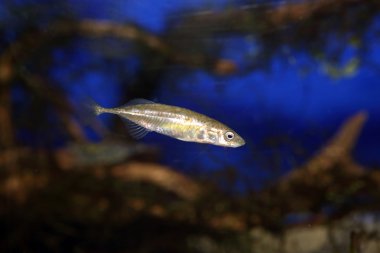 Japonya'da Ninespine stickleback (Pungitius pungitius)