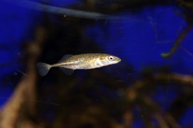 Japonya'da Ninespine stickleback (Pungitius pungitius)