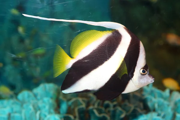 Flama coralfish (heniochus acuminatus), Japonya — Stok fotoğraf