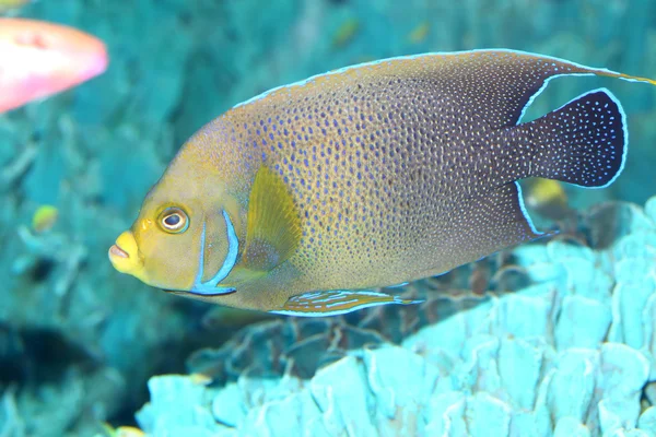 Japonya'da Kur'an melek balığı (Pomacanthus semicirculatus) — Stok fotoğraf