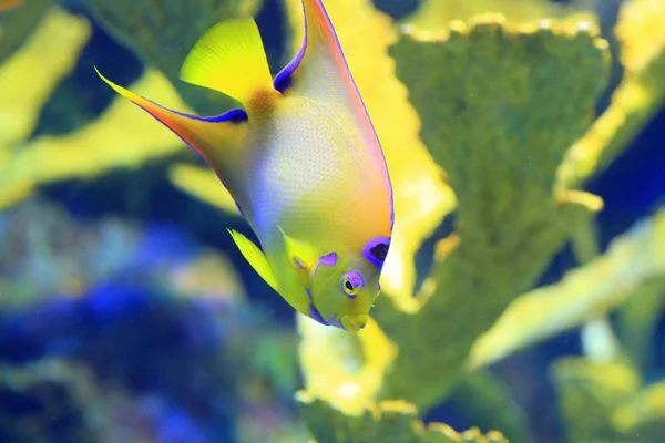 Queen angelfish  (Holacanthus ciliaris) — Stock Photo, Image