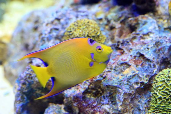 Dronning Angelfish (Holacanthus ciliaris) - Stock-foto