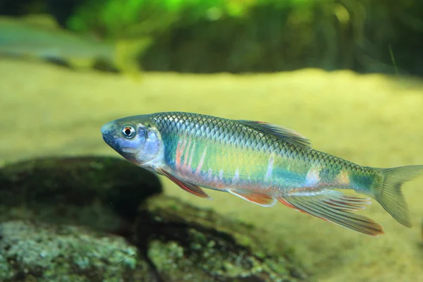 Pale chub (Zacco platypus) in Japan — Stock Photo, Image