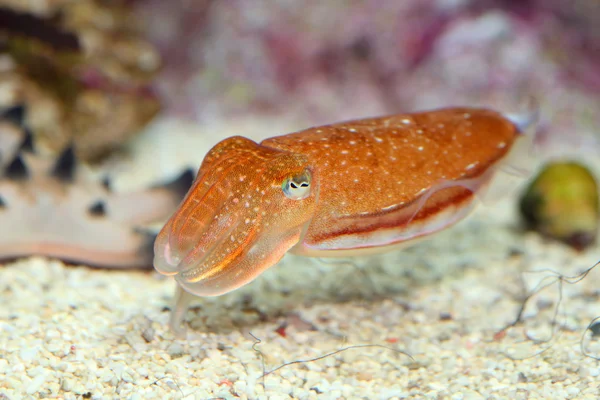 Seppie di Kobi (epia kobiensis) in Giappone — Foto Stock