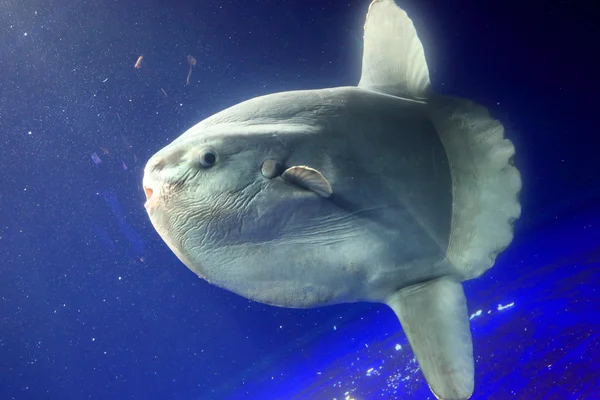 Ocean Sunfish (mola mola) — Stockfoto