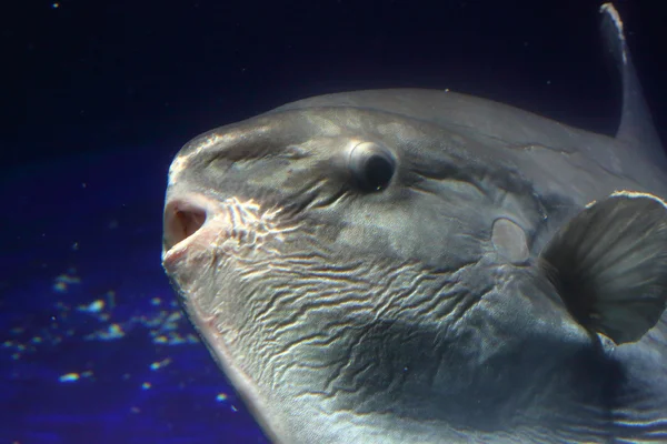 Ocean Sunfish (mola mola) — Stockfoto