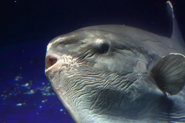 Pez luna del océano (Mola mola ) —  Fotos de Stock