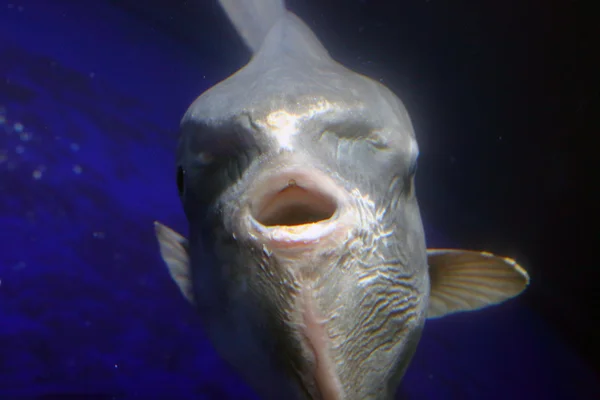 Pez luna del océano (Mola mola ) —  Fotos de Stock