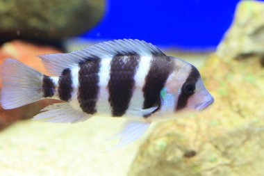 Humphead Çiklit (Cyphotilapia frontosa)