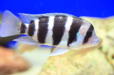 Humphead Çiklit (Cyphotilapia frontosa)