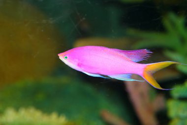 Japonya'da Ametist anthias (Pseudanthias pascalus)