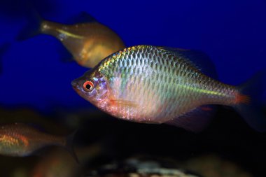Japon pembe balık (Rhodeus ocellatus kurumeus)