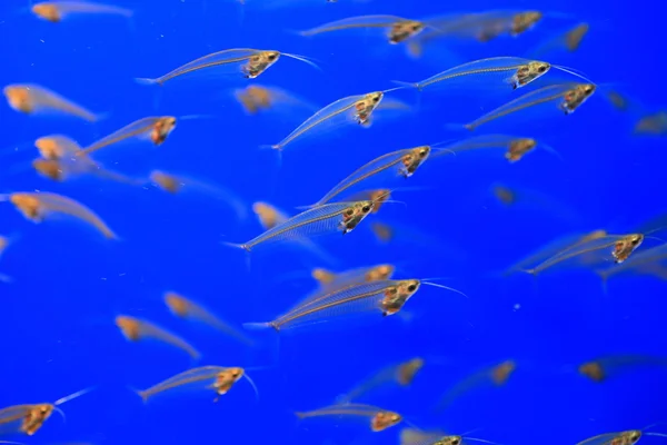 Asian glass catfish (Kryptopterus bicirrhis) — Stock Photo, Image