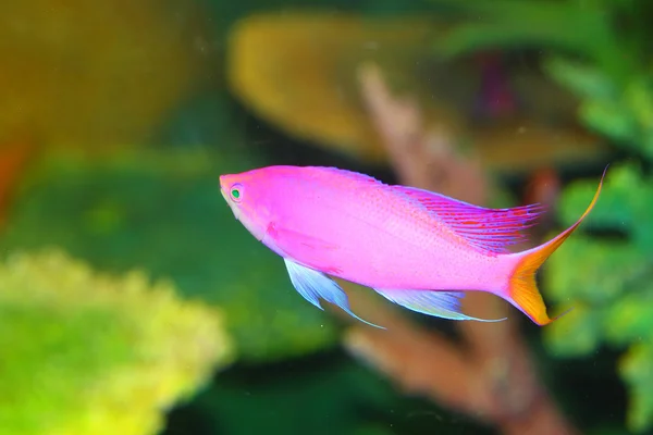 紫水晶小鱼群 (Pseudanthias pascalus) 在日本 — 图库照片