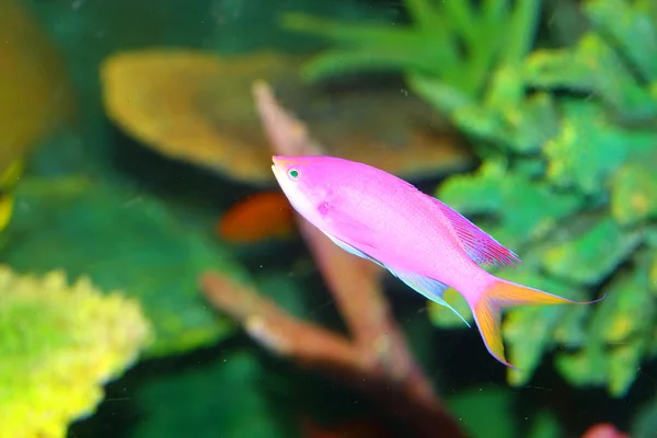 Anthias améthystes (Pseudanthias pascalus) au Japon — Photo