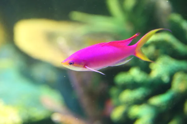 Anthias améthystes (Pseudanthias pascalus) au Japon — Photo