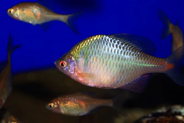 Japonský růžový hořavky duhové (Rhodeus paví oko kurumeus) — Stock fotografie