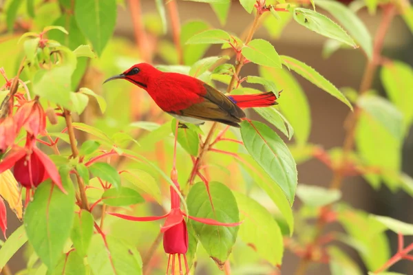 Temmincks sunbird Malezya — Stok fotoğraf