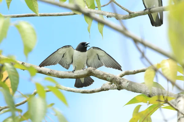 Белогрудый древолаз (Artamus leucorhynchus) на Борнео — стоковое фото