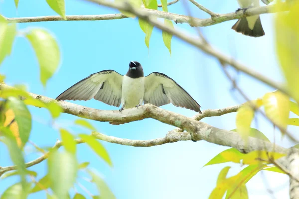 보르네오에서 화이트 가슴 Woodswallow (Artamus leucorhynchus) — 스톡 사진