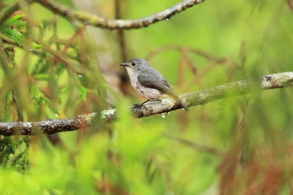 Kleiner Rattenfänger (ficedula westermanni) in mt.kinabalu, borneo, malaysien — Stockfoto