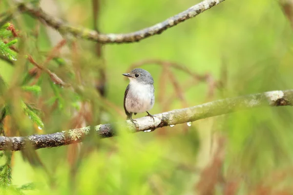 Beetje Bonte vliegenvanger (Ficedula westermanni) in Mt.Kinabalu, Borneo, Maleisië — Stockfoto