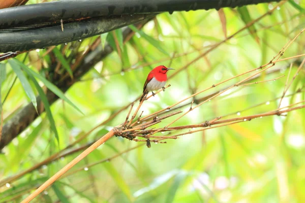 Vörösfejű sunbird Aethopyga temminckii Malajziában — Stock Fotó