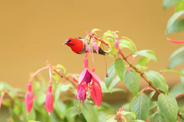 Temminck's sunbird Aethopyga temminckii en Malaisie — Photo