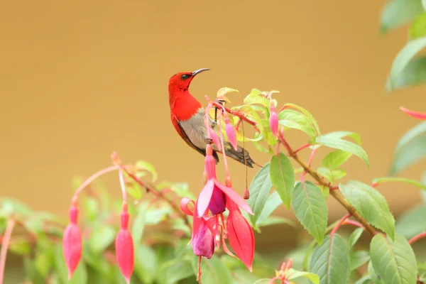 Temminck'ın sunbird Aethopyga temmincki Malezya — Stok fotoğraf