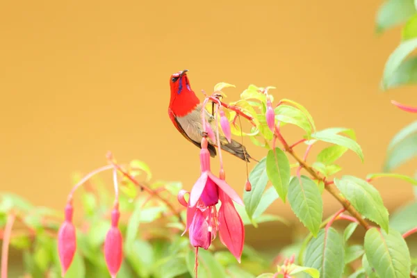 Temminck'ın sunbird Aethopyga temmincki Malezya — Stok fotoğraf