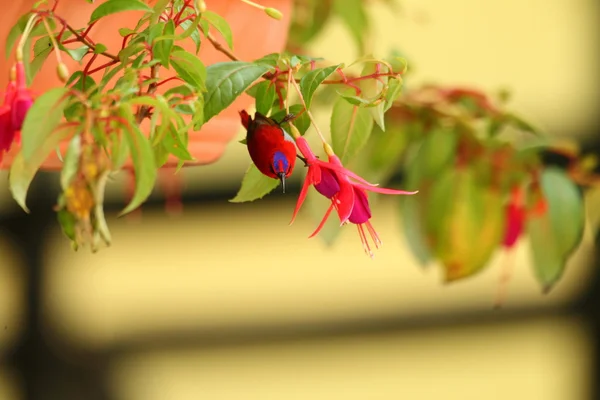 Temminck 's sunbird Aethopyga temminckii en Malasia — Foto de Stock