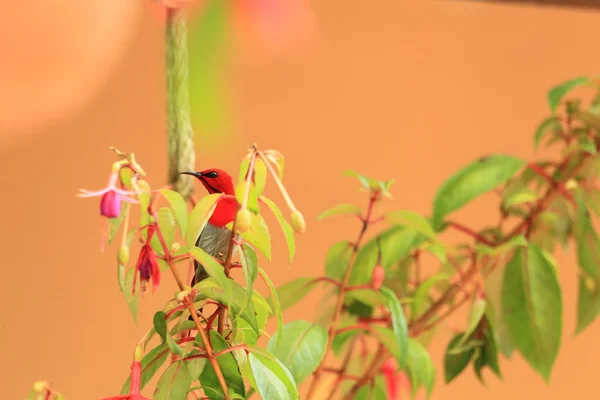 Temminck's sunbird Aethopyga temminckii w Malezji — Zdjęcie stockowe