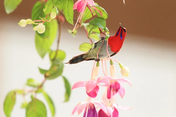 Temminck's sunbird Aethopyga temminckii w Malezji — Zdjęcie stockowe