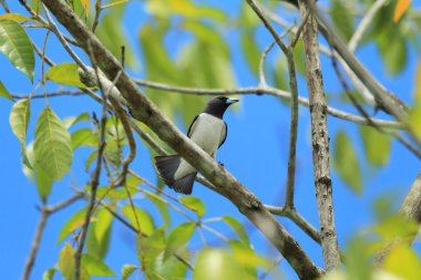 Ak göğüslü Woodswallow (Artamus leucorhynchus) olan Borneo adasında
