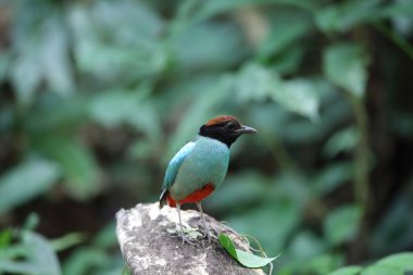 Kukuletalı pide (pide sordida) Tayland