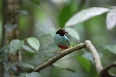 Kukuletalı pide (pide sordida) Tayland