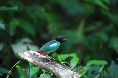 Kukuletalı pide (pide sordida) Tayland