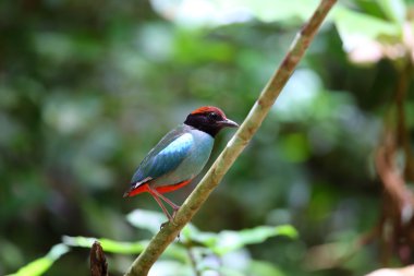 Kukuletalı pide (pide sordida) Tayland