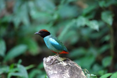 Kukuletalı pide (pide sordida) Tayland