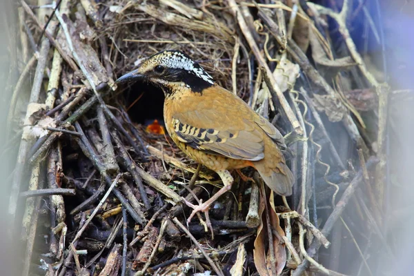 Hydrornis phayrei Stock Photos, Royalty Free Hydrornis phayrei Images