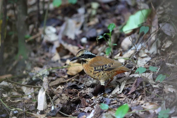 Ohrenpitta — Stockfoto