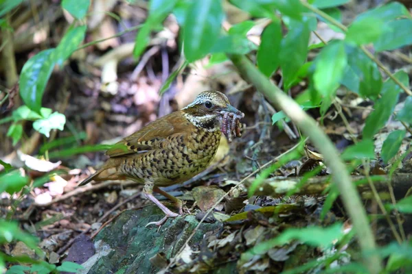 Ohrenpitta — Stockfoto