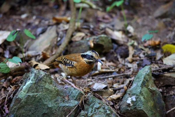 Eared Pitta — Stock Photo, Image