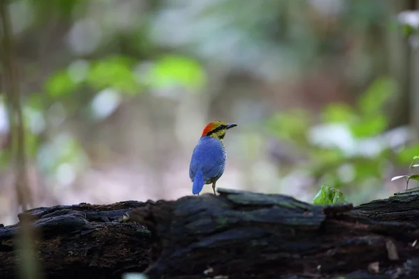 Blue Pitta (Hydrornis cyaneus) en Tailandia — Foto de Stock